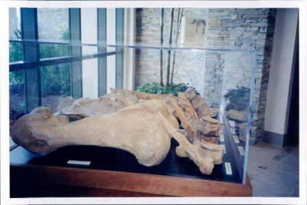 Mastodont Display Case